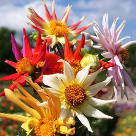 Cactus Flowered Mix, Dahlia Seeds